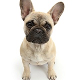 French Bulldog sitting looking up