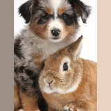 Mini American Shepherd puppy and rabbit