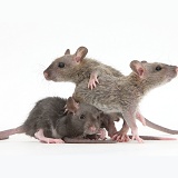 Three baby Rex rats