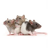 Three baby Rex rats