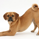 Puggle in play-bow