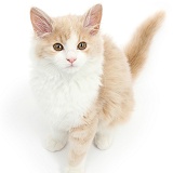Ginger-and-white Siberian kitten, 16 weeks old