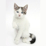 Blue-eyed tabby-and-white Siberian-cross kitten