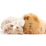 Ginger-and-white Siberian kitten and Guinea pig