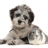 Blue merle Cadoodle puppy and Guinea pig