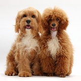 Cavapoo and red toy Poodle