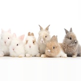 Six cute baby Lionhead bunnies in a row