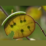 Orange-tip Butterfly caterpillar on Honesty seed pod
