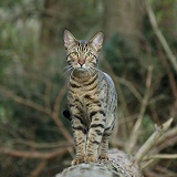 Bengal cat standing on a fallen tree