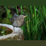 Blackbird female on birdbath