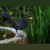 Blackbird male on birdbath