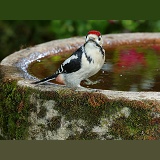 Great Spotted Woodpecker juvenile on birdbath