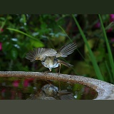 Robin taking off from birdbath