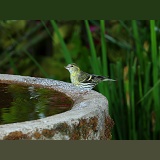 Siskin female drinking from birdbath