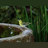 Siskin male drinking from birdbath