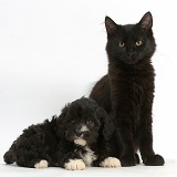 Fluffy black kitten with black-and-white puppy