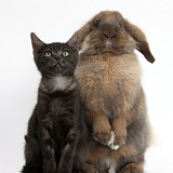 Smoke black kitten and Lionhead-Lop rabbit