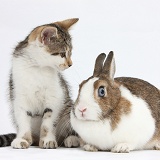 Tabby-and-white kitten with rabbit