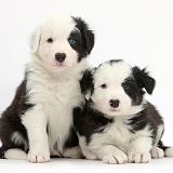 Two black-and-white Border Collie pups