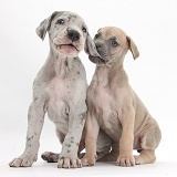 Great Dane puppies sitting together