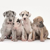 Four Great Dane puppies sitting together