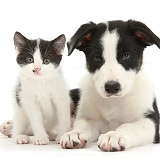 Black-and-white Border Collie pup and kitten