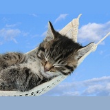 Cute tabby kitten sleeping in a hammock