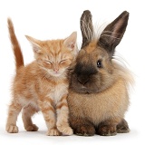 Sleepy ginger kitten and Lionhead-cross rabbit