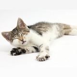 Sleepy tabby-and-white kitten lying stretched out