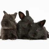 Three cute baby black bunnies