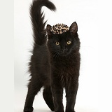 Fluffy black kitten wearing a cap