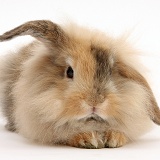 Fluffy brown bunny