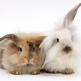 Two fluffy bunnies