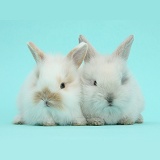 Cute baby bunnies on blue background
