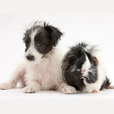 Cute Jack-a-poo dog pup and Guinea pig