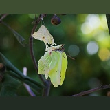 Brimstone Butterfly expanding wings after hatching from pupa
