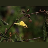 Brimstone Butterfly pupa about to hatch