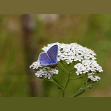 Common blue butterfly on Yarrow