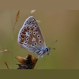 Common Blue butterfly uncoiling tongue