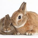Netherland Dwarf rabbit and baby