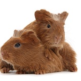 Baby red Guinea pigs