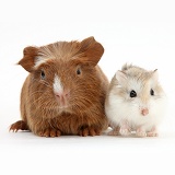 Baby red Guinea pig and cute Roborovski Hamster