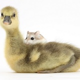 Cute Gosling and Roborovski Hamster