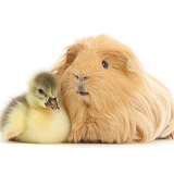 Cute Gosling and hairy Guinea pig