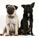 Fawn Pug and black Chug (Pug x Chihuahua), sitting