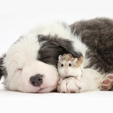 Cute sleepy Border Collie puppy and Roborovski Hamster