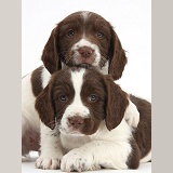 Working English Springer Spaniel puppies