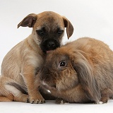 Jug puppy (Pug x Jack Russell) and rabbit