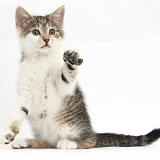 Tabby-and-white kitten sitting with raised paw