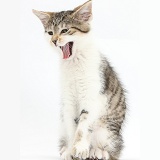 Tabby-and-white kitten sitting and yawning